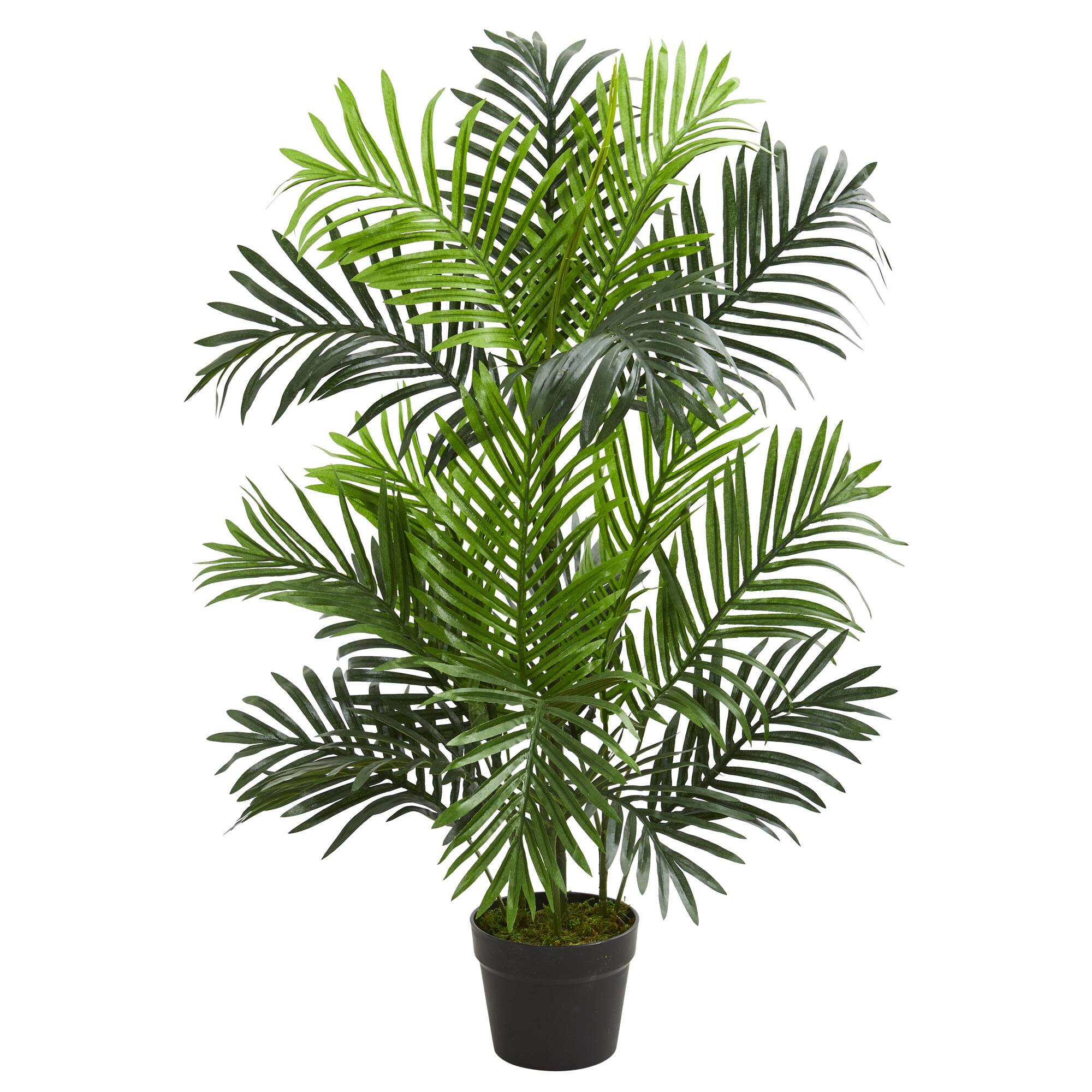 3ft. Potted Paradise Palm Tree